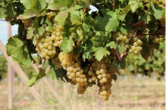 vino